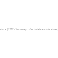 Rabbit Anti-Ectromelia virus (ECTV/mousepox/variola/vaccinia virus) H3L protein antiserum